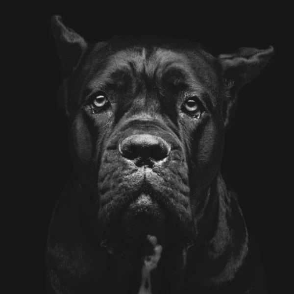 ToF Behang hond close-up cane corso zwart-wit