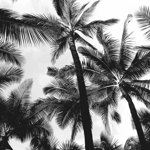 ToF Behang zwart-wit palmbomen van onderen gezien in Honolulu, Verenigde Staten