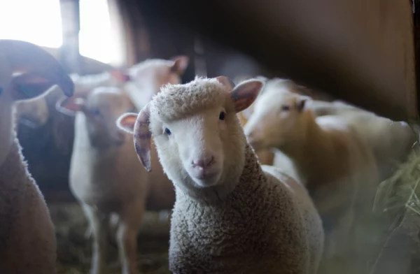 ToF Fotobehang boerderijdieren lammetjes in een stal