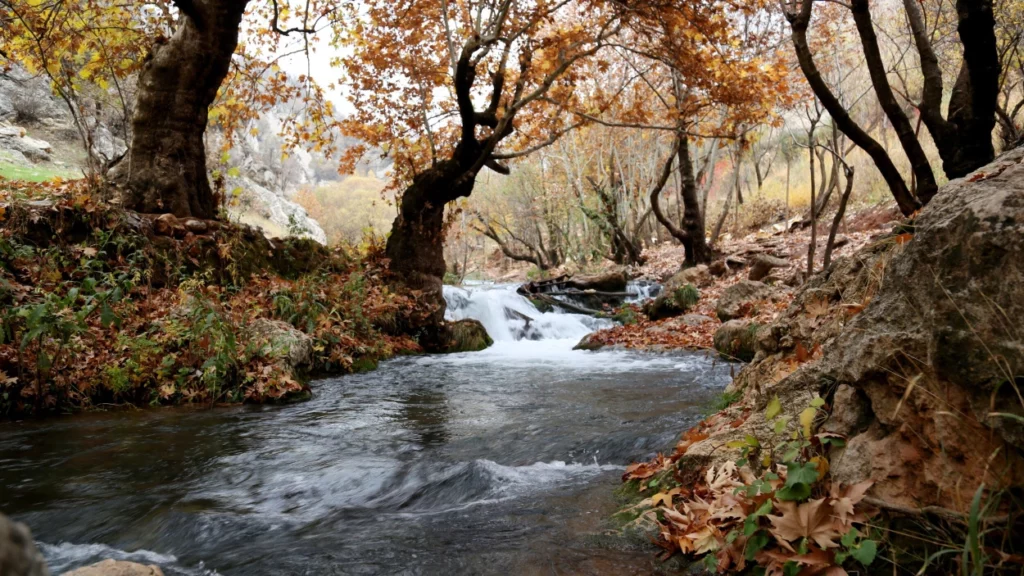 ToF Behang waterval in bos