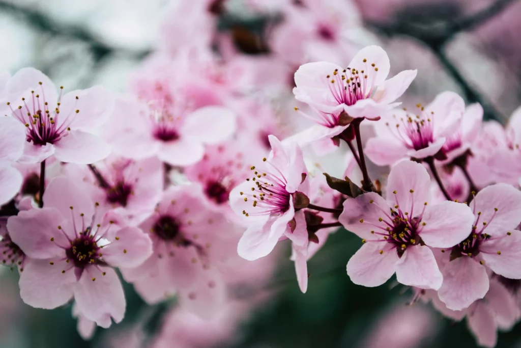 ToF Fotobehang bloesem sakura