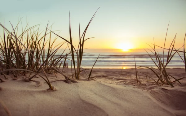 ToF Behang strand met gras en zonsondergang