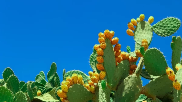 ToF Fotobehang bloemen Opuntia-cactus