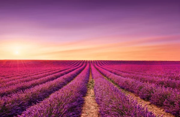 ToF Behang paars lavendelveld bij zonsondergang