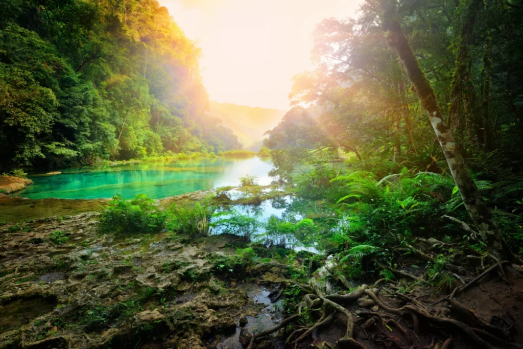 ToF Fotobehang jungle groen water