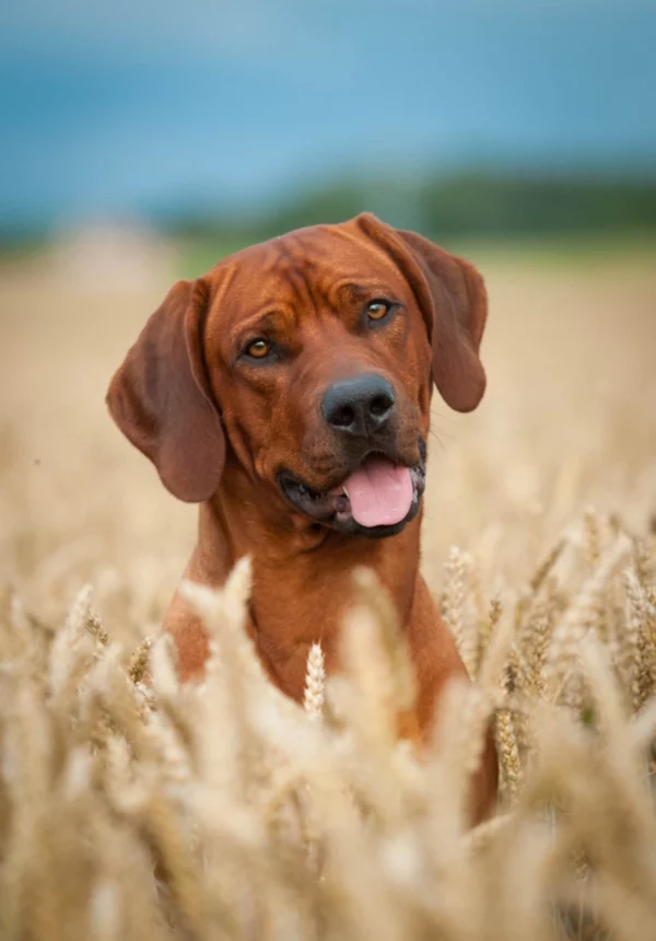 ToF Fotobehang Rhodesian ridgeback in graanveld