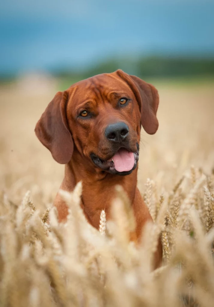 ToF Fotobehang hond Rhodesian ridgeback in graanveld