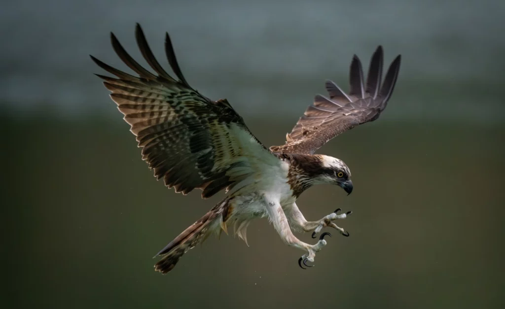 ToF Fotobehang vogel visarend