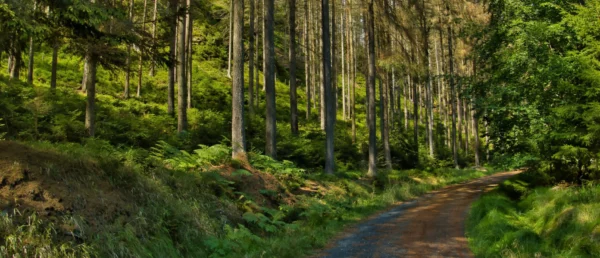 ToF Fotobehang bos wandelpad in Boheems Zwitserland, Tsjechië