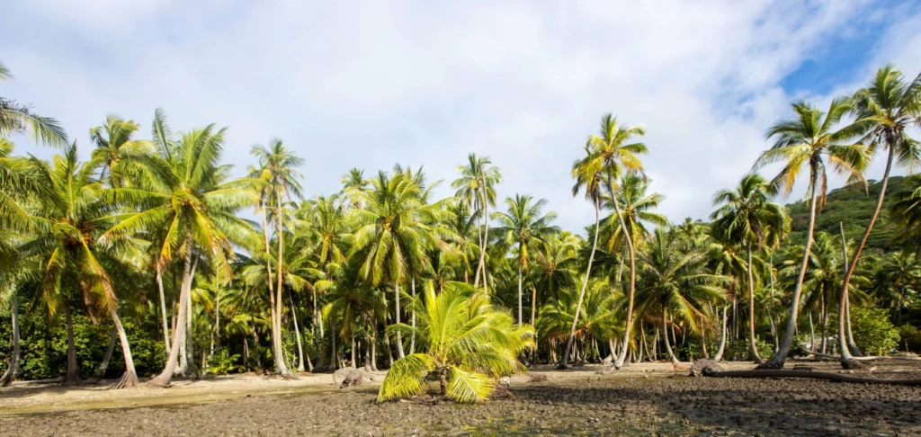 ToF Fotobehang jungle aan strand