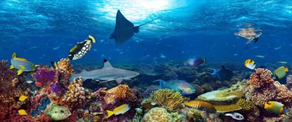 ToF Behang onder water veel verschillende tropische vissen