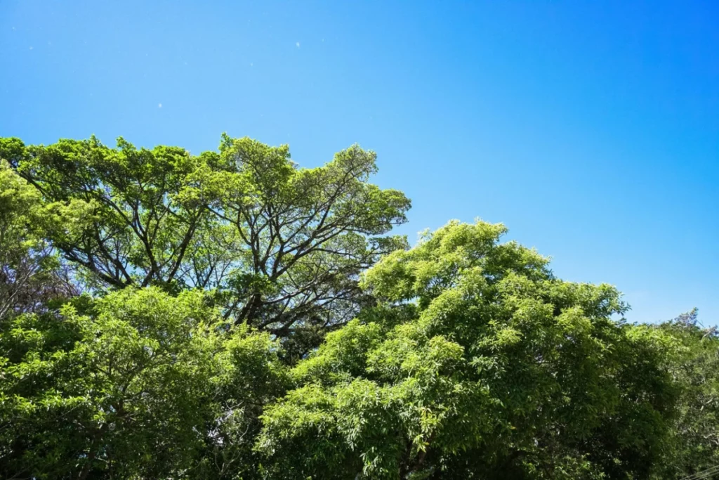 ToF Fotobehang jungle prachtige lucht