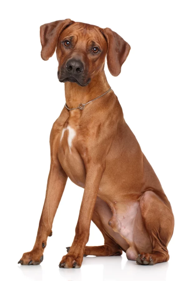 ToF Fotobehang hond Rhodesian ridgeback zittend