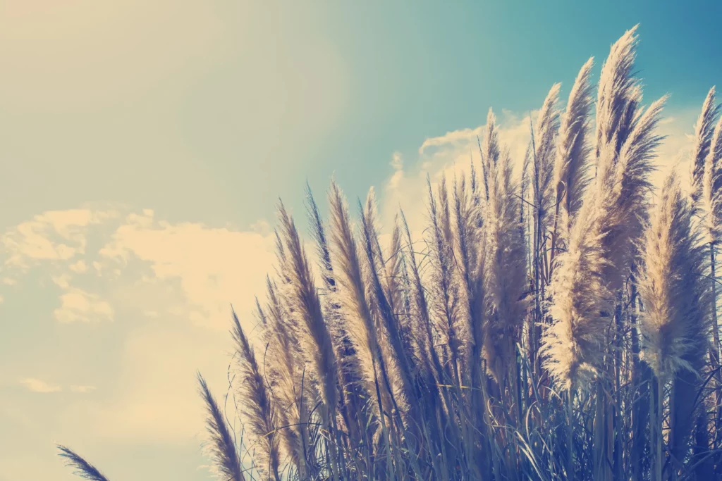 ToF Behang natuur gras met prachtige lucht