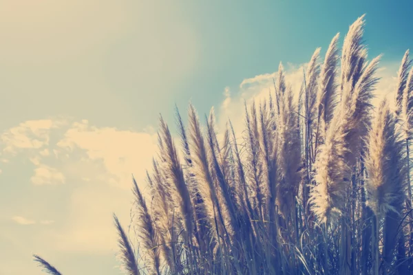 ToF Behang natuur gras met prachtige lucht