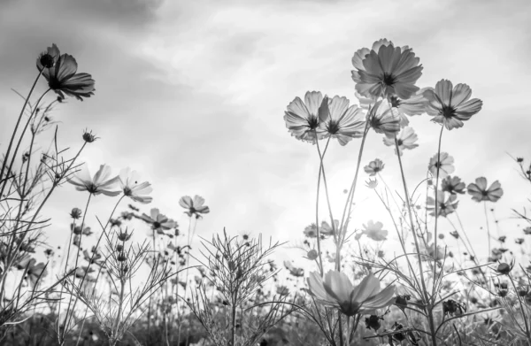 ToF Fotobehang bloemen cosmos zwart wit