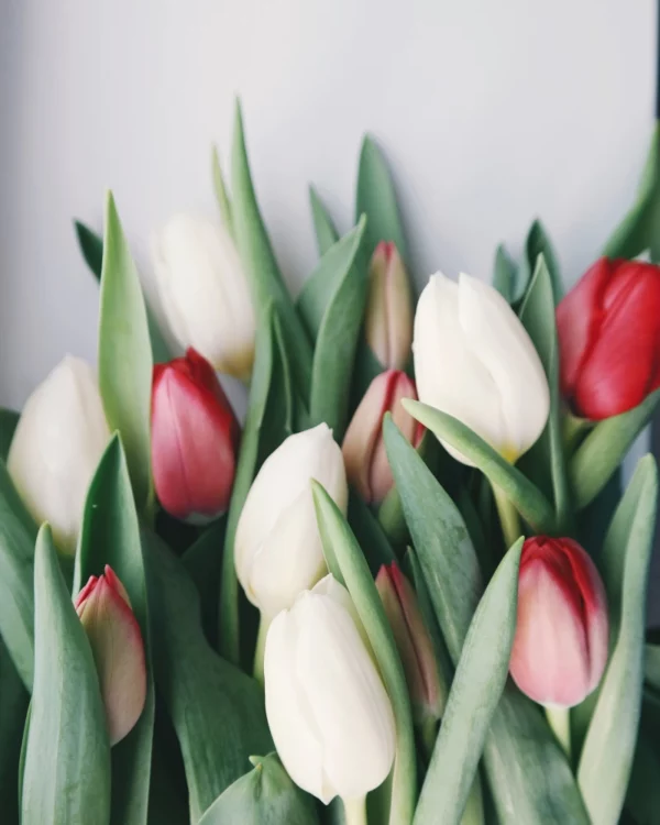 ToF Fotobehang tulpen rood en wit