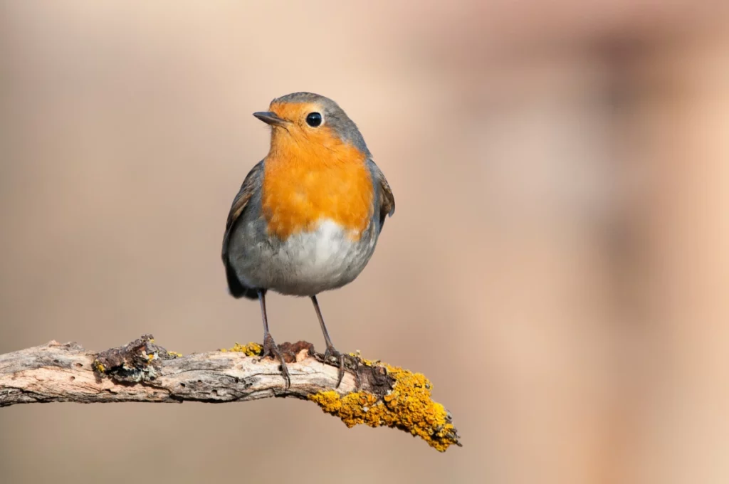 ToF Fotobehang met vogels roodborstje op tak