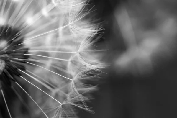 ToF Fotobehang zwart-wit paardenbloem